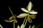 Slender flatsedge